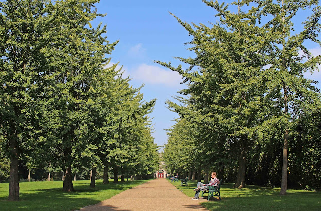  Chișinăul ar putea avea primul parc dintr-o specie de arbori care a supraviețuit dinozaurilor. 400 de puieți își caută teren într-un concurs