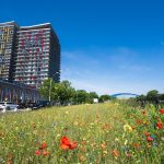 Vom avea prima pajiște urbană. Toți doritorii sunt așteptați pe 3 mai