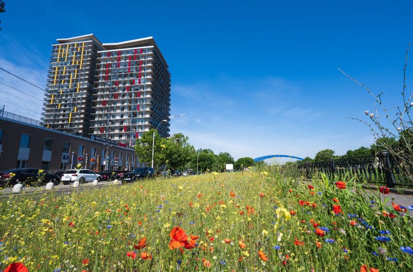  Vom avea prima pajiște urbană. Toți doritorii sunt așteptați pe 3 mai