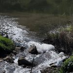 Al treilea caz de poluare a râului Răut. Noi suspiciuni asupra stației de epurare din Orhei