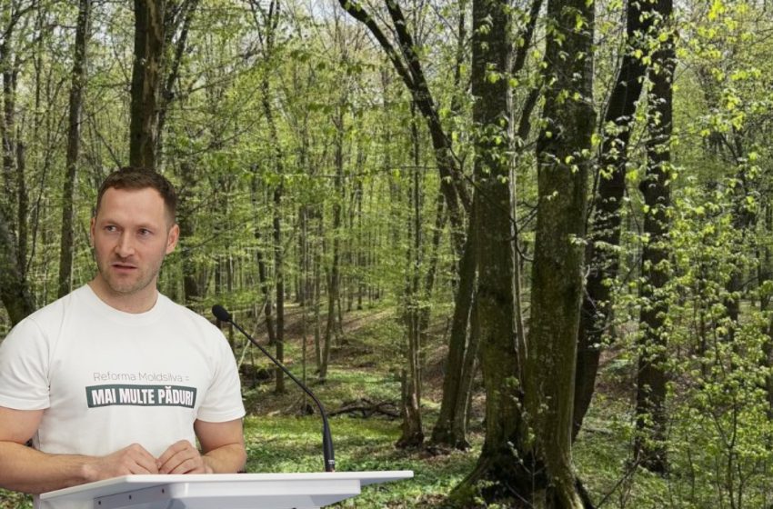  Reforma Agenției „Moldsilva”: o singură întreprindere de stat, salarii mai mari pentru pădurari și un preț unic pentru masa lemnoasă