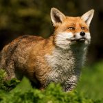 ANSA începe vaccinarea vulpilor împotriva rabiei. Recomandări pentru populație