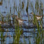„Nistrul de Jos. Limbajul naturii” – un film documentar care ne invită să descoperim cel mai important fluviu din țară