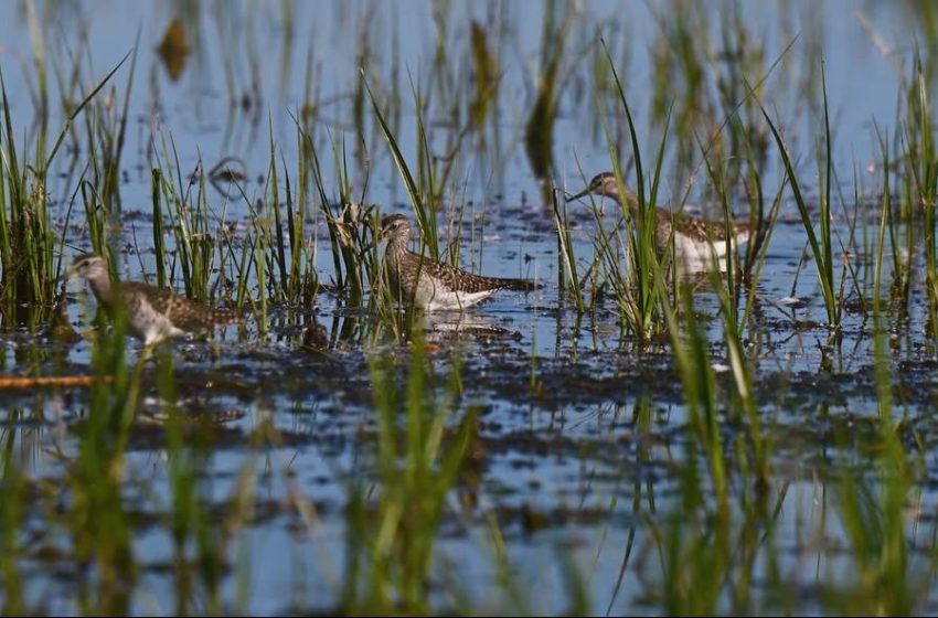  „Nistrul de Jos. Limbajul naturii” – un film documentar care ne invită să descoperim cel mai important fluviu din țară
