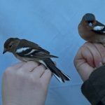 Oamenii au pașapoarte, acum le vor avea și păsările