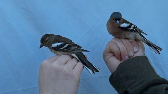  Oamenii au pașapoarte, acum le vor avea și păsările