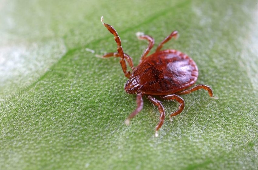  Căpușele devin tot mai active odată cu încălzirea vremii. Medic: „Cazurile cresc pe măsură ce oamenii petrec mai mult timp în natură”
