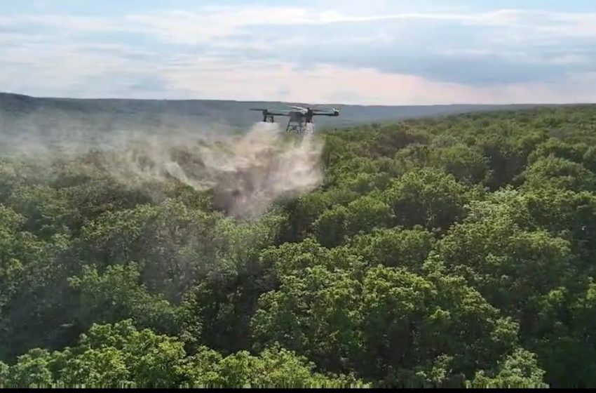  Stejarii seculari din centrul țării, atacați de dăunători. Silvicultorii au intervenit pe 104 hectare de pădure