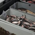 Scrumbia de Dunăre, permisă la pescuit în Nistru chiar în perioada de prohibiție