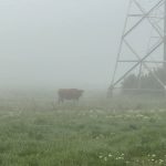 Fotografiezi natura? Poți câștiga 200 de euro la un concurs foto