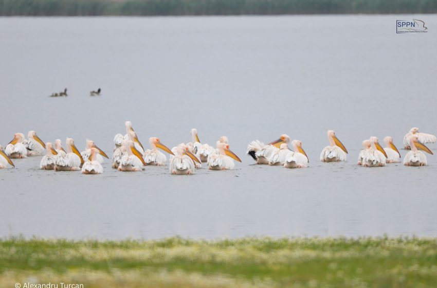  Global Big Day în Republica Moldova: 141 de specii de păsări observate într-o singură zi