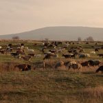 Pășunile din Republica Moldova, sub reguli noi pentru a preveni degradarea terenurilor