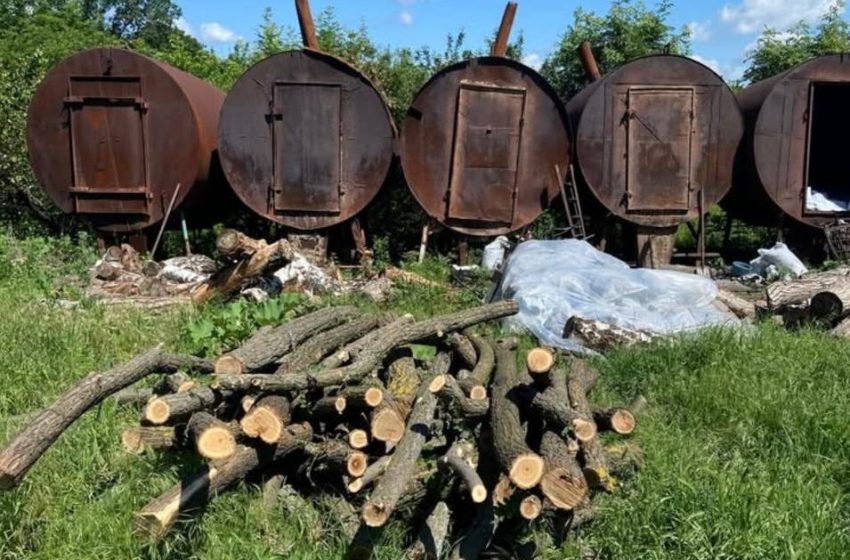  Tăieri ilegale de arbori depistate de inspectorii de mediu din Strășeni