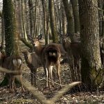 Scandalul celor 913 căprioare și 534 de cerbi: necesitate ecologică sau interes cinegetic?