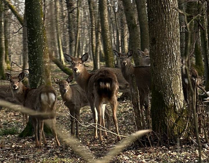  Scandalul celor 913 căprioare și 534 de cerbi: necesitate ecologică sau interes cinegetic? 