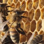 Albinele din Republica Moldova, amenințate de utilizarea pesticidelor. Autoritățile și apicultorii trag un semnal de alarmă
