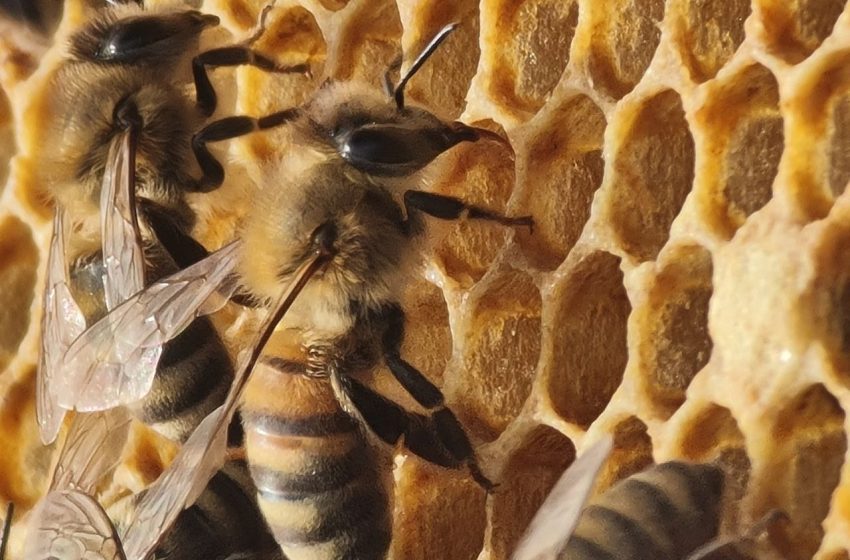  Albinele din Republica Moldova, amenințate de utilizarea pesticidelor. Autoritățile și apicultorii trag un semnal de alarmă
