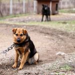 România spune „nu” câinelui în lanț. Ce face Republica Moldova? 