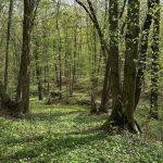 „Este primul inventar forestier din istoria țării noastre”. Guvernul a aprobat primul ciclu al Inventarului Forestier Național