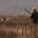 Păsări din Cartea Roșie, incluse în ordinul de vânătoare. Ornitologii avertizează că vânarea integrală a cotelor ar putea elimina populații întregi