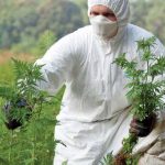 Ambrozia începe să înflorească. Cum ne pregătim pentru sezonul alergiilor
