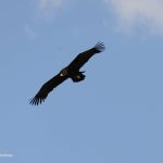 Oaspete rar pe cerul Republicii Moldova: un vultur negru a explorat țara timp de zece zile