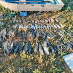 Pescuit ilegal cu curent electric pe Nistru: 55 kg de pește ridicate și prejudiciu estimat la 372 500 de lei