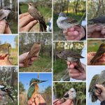 Peste 330 de păsări și-au primit „pașaportul” în urma inelării din această primăvară