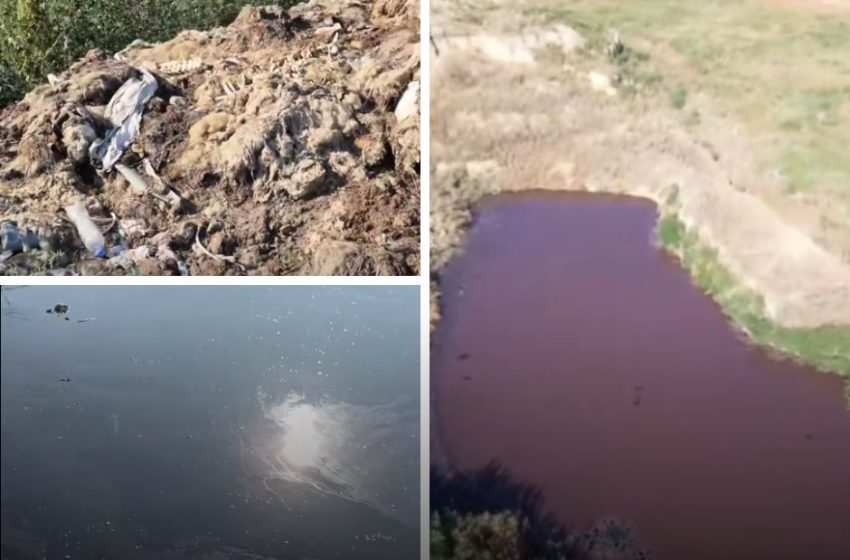  Imagini cu apă suspectă și resturi de animale, în apropiere de Comrat. IPM verifică trei agenți economici