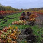Ce plantăm astăzi poate decide cât de rezistente vor fi pădurile Republicii Moldova mâine