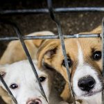 Protest pentru protecția animalelor: activiștii cer măsuri mai dure din partea autorităților