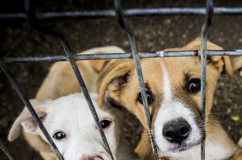  Protest pentru protecția animalelor: activiștii cer măsuri mai dure din partea autorităților
