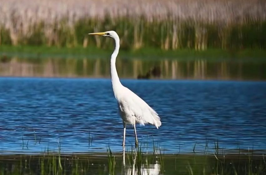  Viața ascunsă a Nistrului de Jos, surprinsă într-un film documentar, va fi proiectată la Chișinău