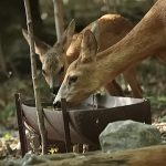 Un localnic din Condrița strânge provizii pentru iarnă pentru viețuitoarele codrului. Cum îl putem ajuta