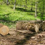 Controale în fondul forestier: 136 de metri cubi de lemn extras ilegal și amenzi de peste 160 de mii de lei