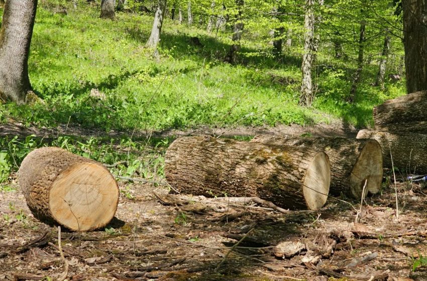  Controale în fondul forestier: 136 de metri cubi de lemn extras ilegal și amenzi de peste 160 de mii de lei