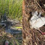 Cinci păsări protejate, găsite moarte la un iaz din Rîșcani. Un cocostârc urmărit prin satelit a dus la descoperirea cazului