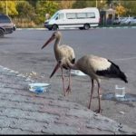 Ce să NU facem când găsim un cocostârc. De ce unele păsări sălbatice sunt întâlnite în spații urbane