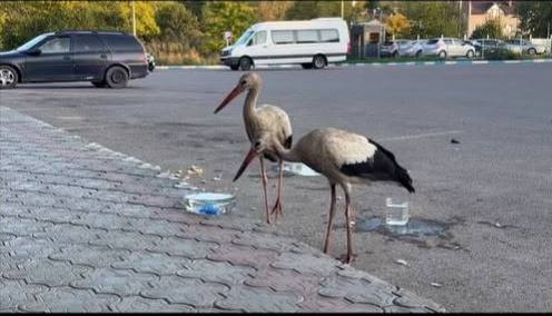  Ce să NU facem când găsim un cocostârc. De ce unele păsări sălbatice sunt întâlnite în spații urbane