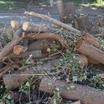 Ce se întâmplă pe strada Ion Creangă 12/1 din capitală? Arbori tăiați și o clădire autorizată pentru demolare