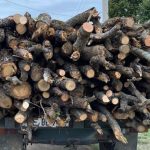 Lemnul de foc pentru sezonul rece al anului: cât costă, de ce diferă prețurile și ce trebuie să verifici înainte să-l cumperi