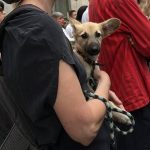 Protest de Ziua Mondială a Animalelor. Organizatorii cer crearea unei structuri naționale pentru protecția animalelor