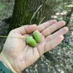 Recoltă slabă de ghindă. Organizația Arboretum.Live cere ajutor pentru a găsi stejarii roditori