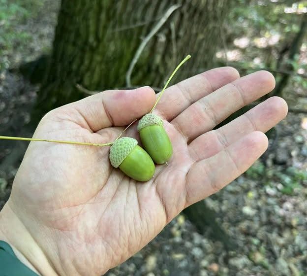  Recoltă slabă de ghindă. Organizația Arboretum.Live cere ajutor pentru a găsi stejarii roditori
