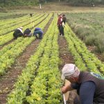 Peste 31 de milioane de puieți forestieri, disponibili pentru plantările din această toamnă și primăvara viitoare
