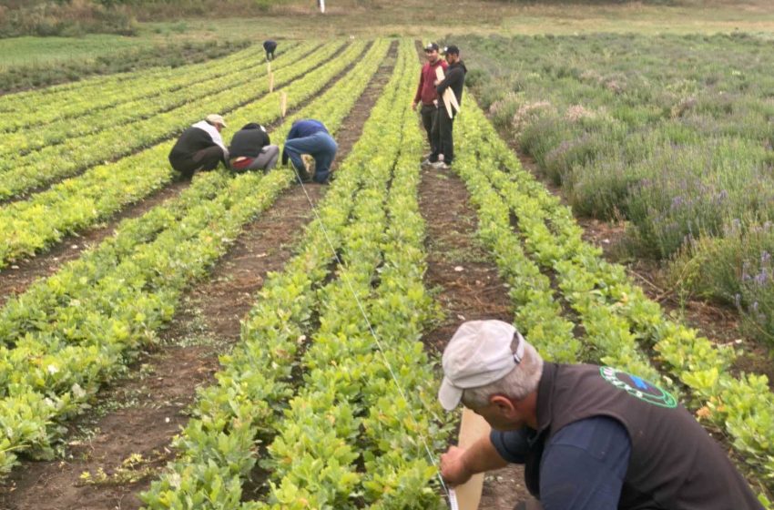  Peste 31 de milioane de puieți forestieri, disponibili pentru plantările din această toamnă și primăvara viitoare