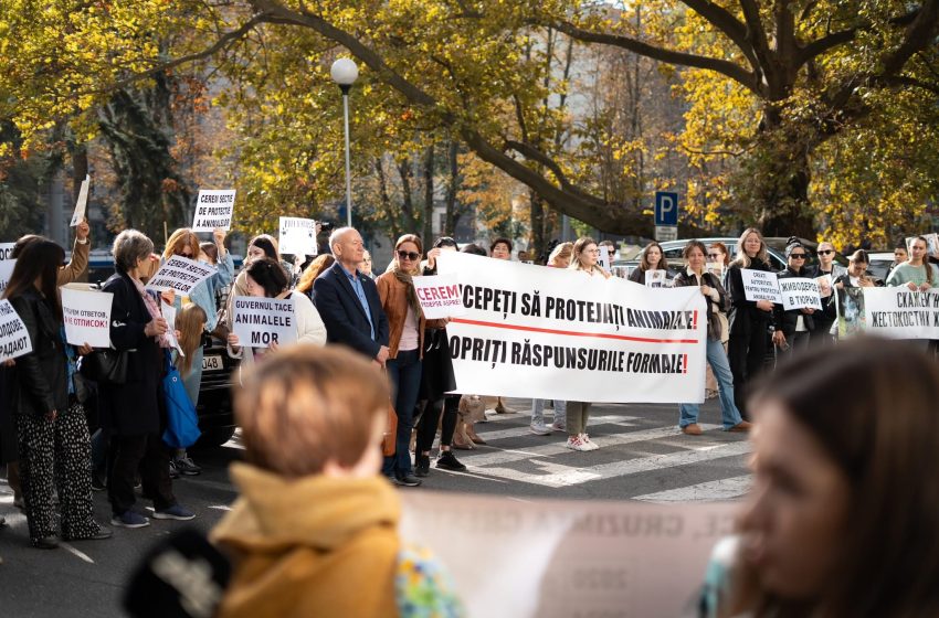  Protestul din 7 octombrie: autoritățile promit o structură națională pentru protecția animalelor