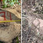 Tăieri ilegale de arbori la Întreprinderea pentru Silvicultură Chișinău: prejudiciu de peste un milion de lei