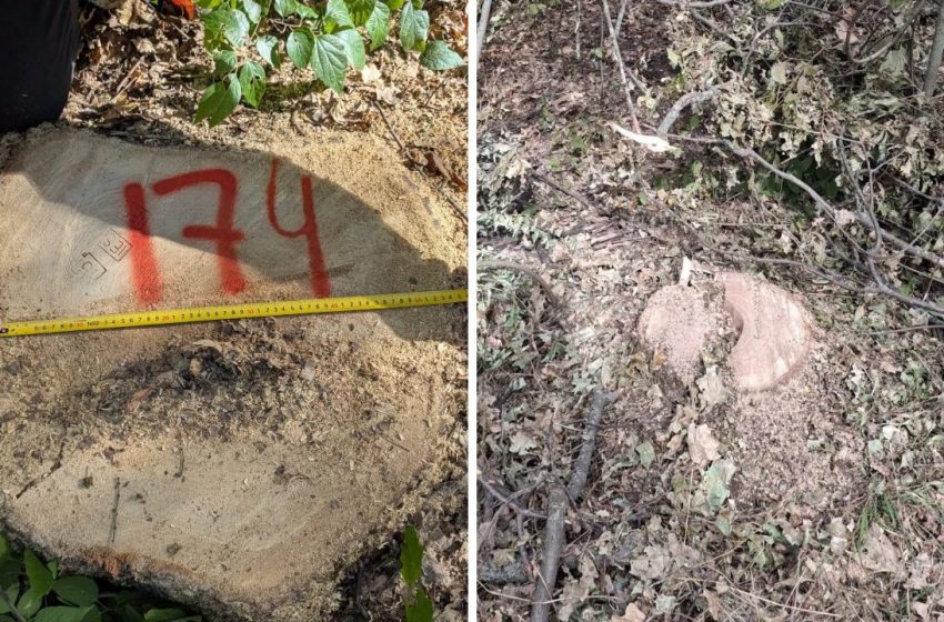  Tăieri ilegale de arbori la Întreprinderea pentru Silvicultură Chișinău: prejudiciu de peste un milion de lei