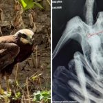 Un nou caz de pasăre sălbatică rănită, după cazul lui Lembe. Un erete de stuf a murit, iar necropsia a evidențiat două corpuri metalice
